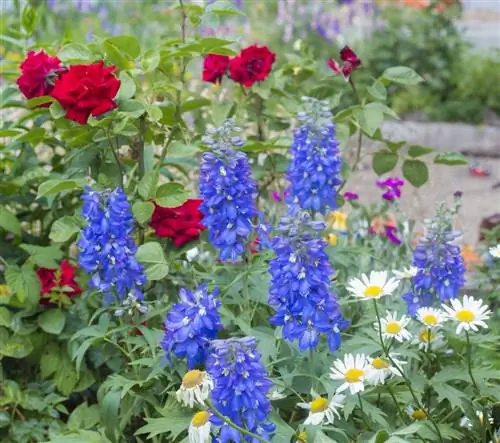 tổ hợp delphinium