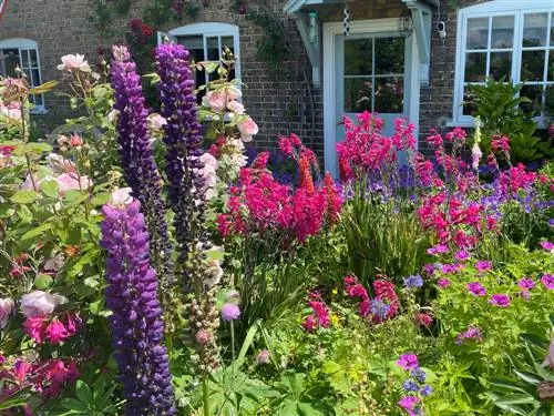 Lupinen combineren: geschikte gezelschapsplanten voor in de tuin