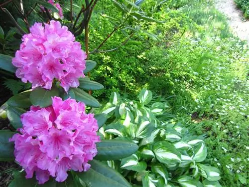 rododendron-združiti