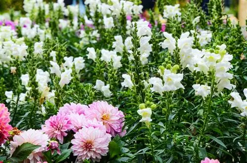 คู่หูปลูกที่ดีที่สุดสำหรับ snapdragons สีสันสดใส