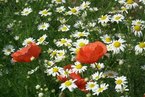 Combiner les marguerites : des idées pour un lit harmonieux