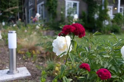 Kombinera nejlikor: De vackraste växtgrannarna i trädgården