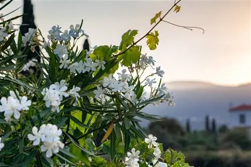 oleander-združiti