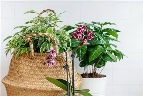 Combining orchids: tips for attractive arrangements