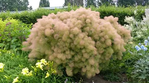 Combiner le buisson à perruque : les plus beaux partenaires du jardin