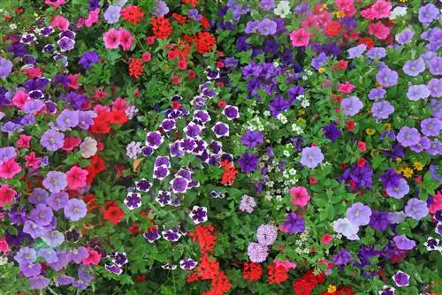 Kombinasie van petunias: kleurharmonieë en plantmaats