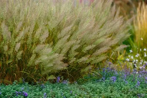 Combine riding grass: The best planting partners for your bed