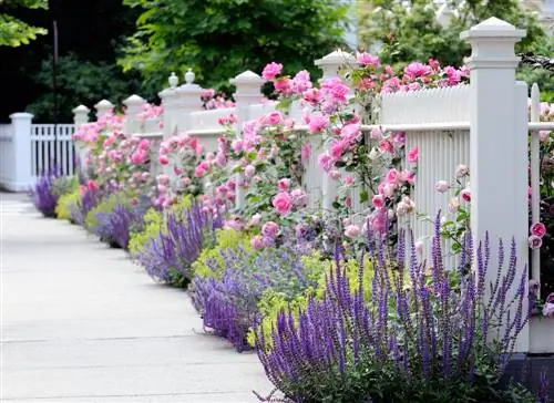 combinando rosas e plantas perenes