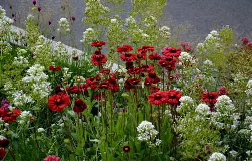 Combiner l'achillée millefeuille : Les plus belles plantes partenaires