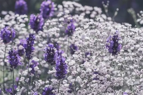 Kombinera gypsophila - magiska idéer att imitera