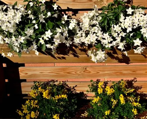 Kombinera sommarjasmin - magiska arrangemang för balkonger och terrasser