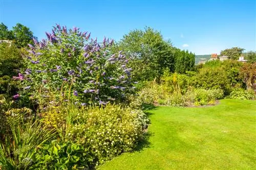 Katere rastline se dobro ujemajo z buddlejo? Nasveti in ideje