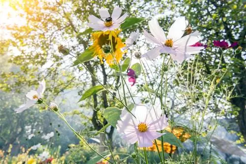 Die kombinasie van sonneblomme: Die beste plantmaats in die tuin