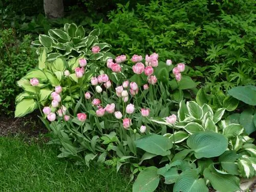 Piante perenni in giardino: consigli per abbinamenti di successo