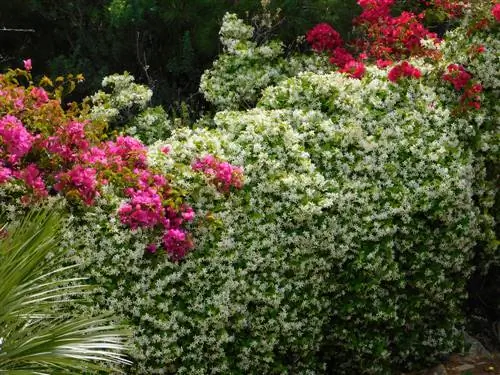 La combinación perfecta: jazmín estrella con estas plantas