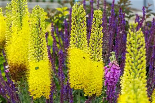 Plantas acompañantes de velas de estepa