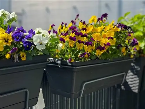 Kombiner stemorsblomster – fargerik variant om våren og høsten