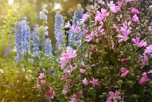 Stokrose in die tuin: Die beste moontlike kombinasies