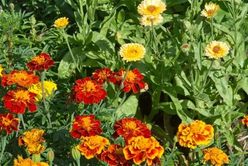 combinação de tagetes