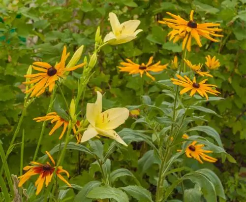 Combiner les hémérocalles : de belles plantes partenaires pour le jardin