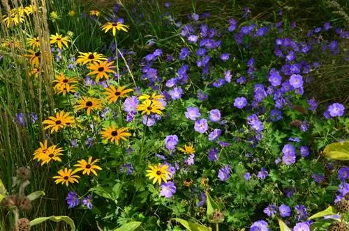 Cranesbill and roses: a charming combination?