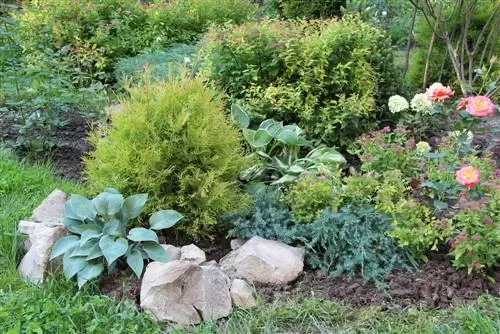 Combinazione di Thuja: piante da compagnia adatte per il tuo giardino