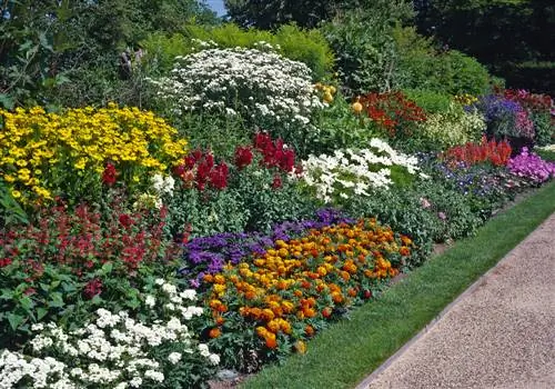 Vanillebloemen combineren: ideeën voor bedden en balkonbakken