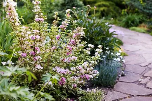 Weigela – die blomplant kombineer indrukwekkend