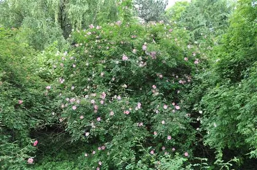 Roses silvestres i plantes acompanyants: combinacions harmonioses