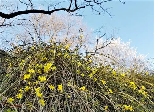 Die kombinasie van winterjasmyn: Inspirerende idees vir die tuin