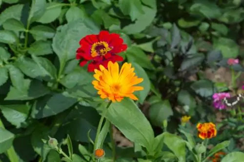 Zinnijas dārzā: kā tās prasmīgi apvienot