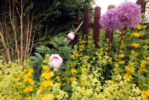 Combine cebollas ornamentales: elegantes compañeras de plantas para su jardín