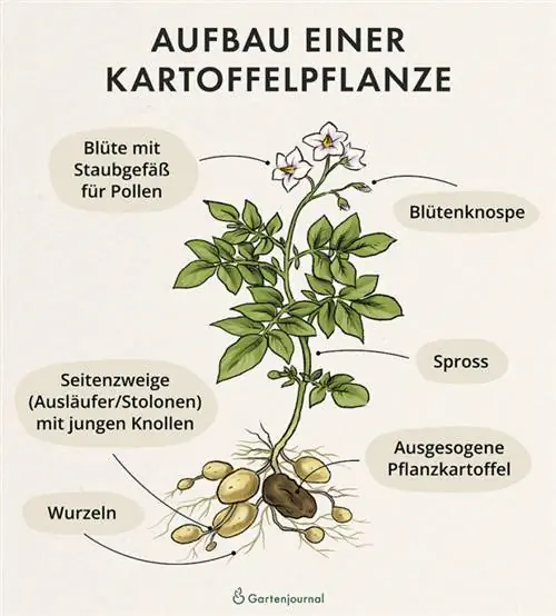 Estructura d'una planta de patata com a il·lustració