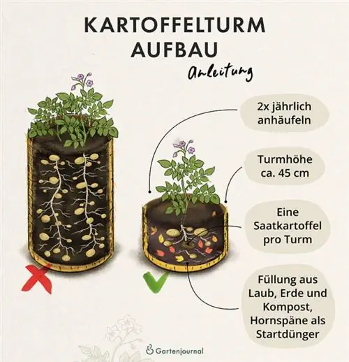 Иллюстрация катары картошка мунарасын куруу