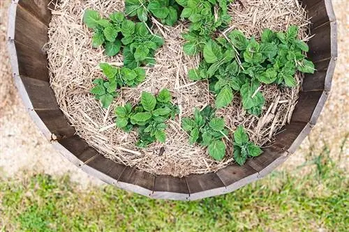 Torre di patate: le diverse varianti a confronto