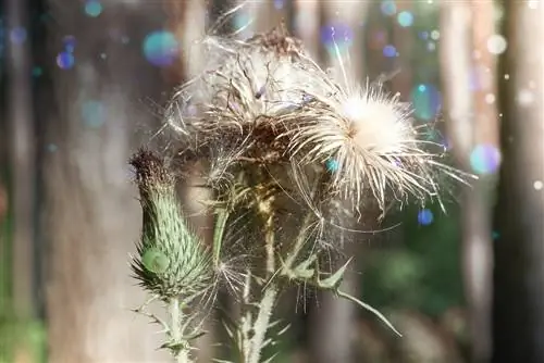 Thistles in your own garden: How do they propagate?