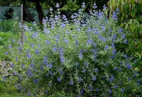 Transplantering av skjeggete blomster: Når og hvordan gjøre det riktig