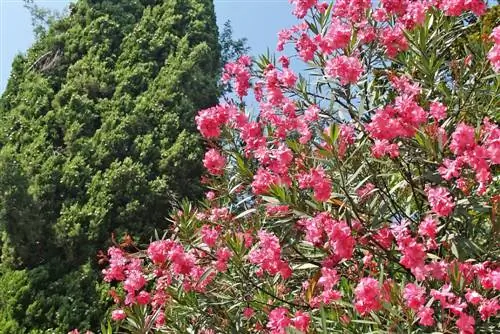 Cypresses at ang kanilang mga kasama: Ang mga kumbinasyong ito ay nakakumbinsi