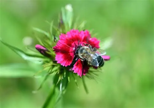 barnacle bees