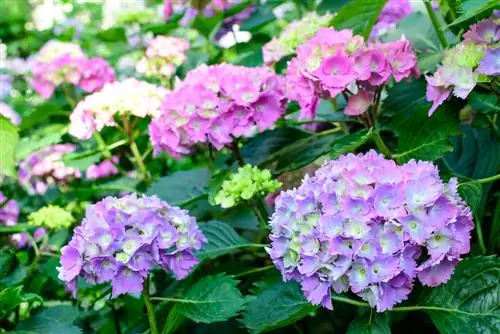 shamba la nyuki za hydrangea