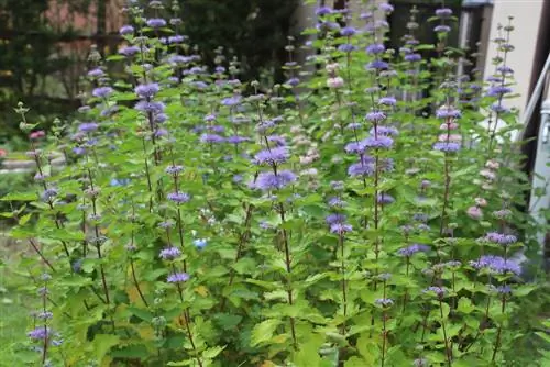 Doenças da flor da barba