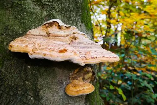 tree mushroom birch