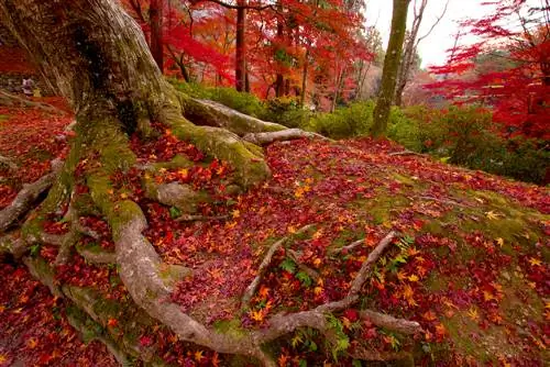 Rădăcini de arțar japonez