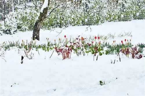 A tulipánok fagy elleni védelme: mikor és hogyan kell cselekedni?