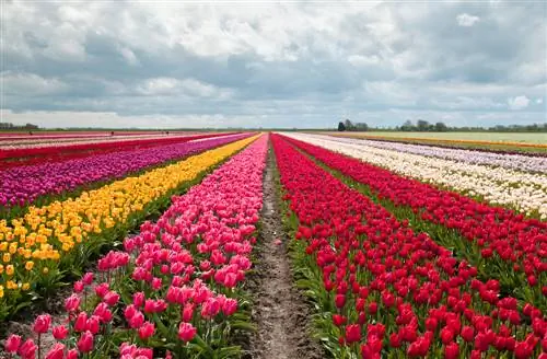 Temporada de tulipanes: ¿Cuándo comienza la colorida temporada de floración?