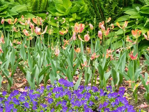 tulpen bladeren