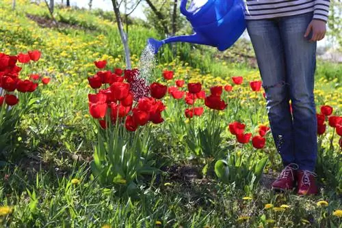 Pravilno zalijevajte tulipane: Šta biste trebali imati na umu