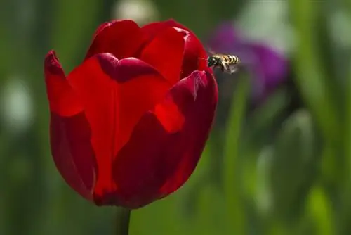 Bijen en tulpen: een ingewikkelde relatie in de tuin