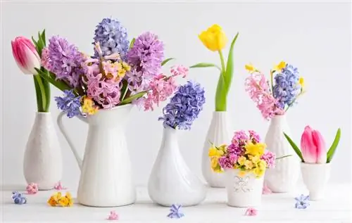 Tips for hyacinths and tulips: together in a vase?