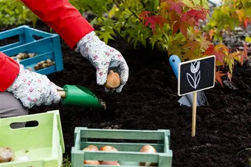 temperatura del tulipán